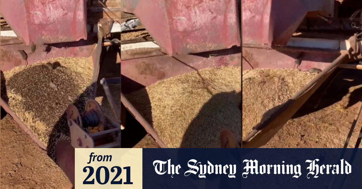 Video Avalanche of mice pour out of grain bin